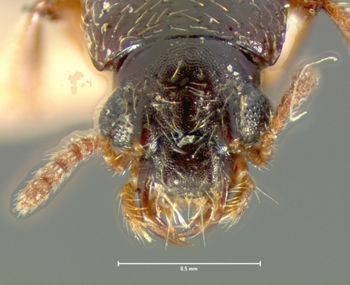 Media type: image;   Entomology 6535 Aspect: head dorsal view